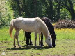 In Harmonie Met Jezelf - paarden